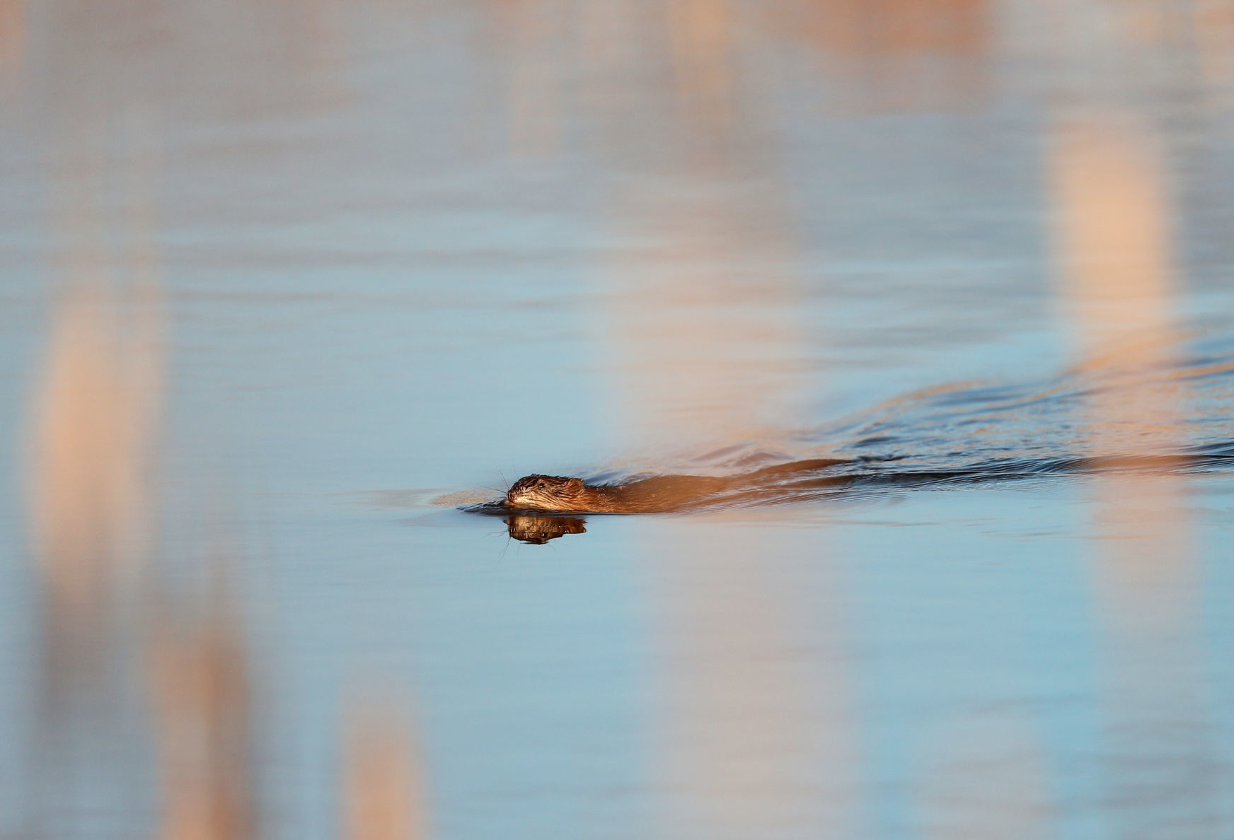 032120bp-wild-art-sweet-marsh-09